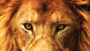 Lion picture